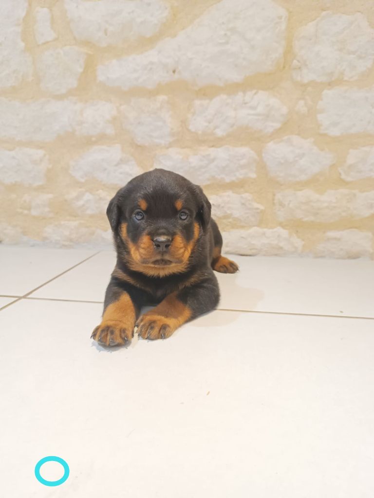 Anthony Olszewski - Chiots disponibles - Rottweiler