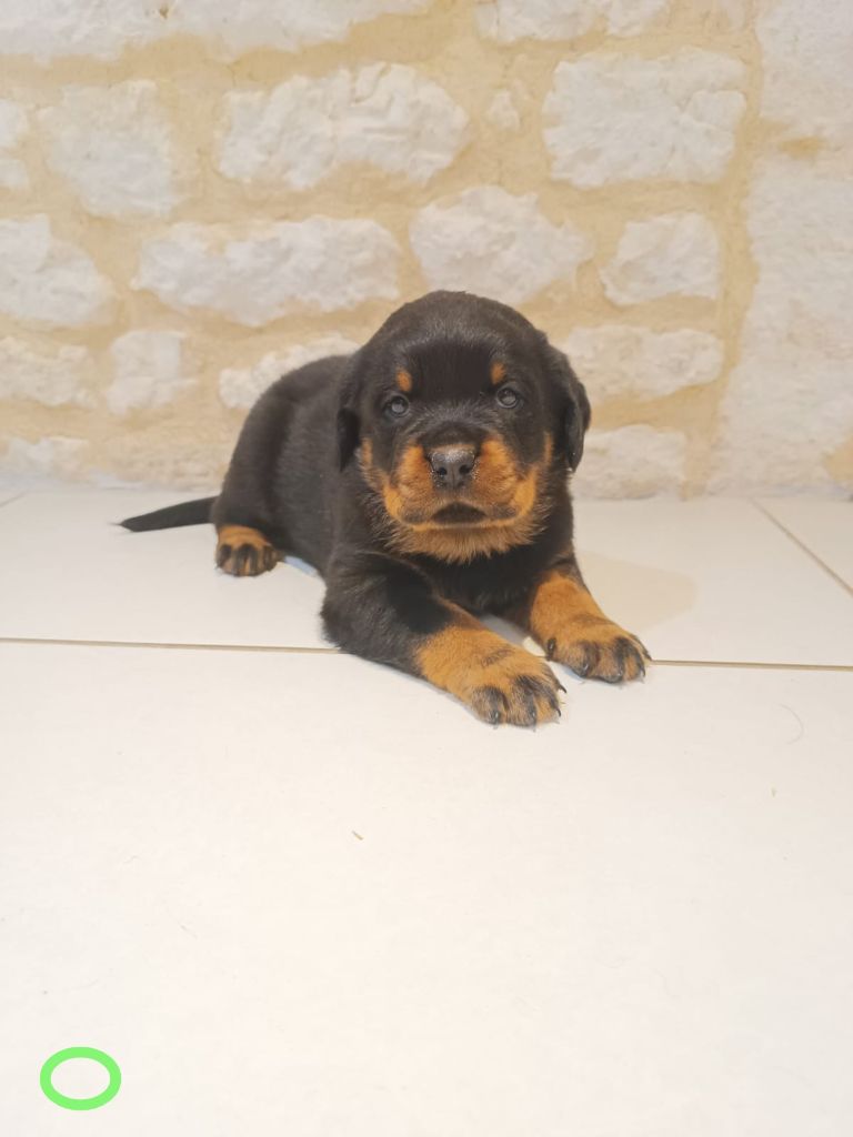 Anthony Olszewski - Chiots disponibles - Rottweiler