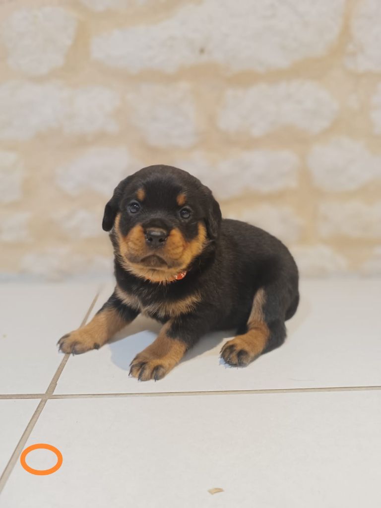 Anthony Olszewski - Chiots disponibles - Rottweiler